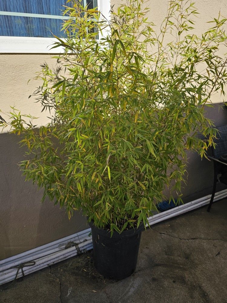 15 Galon Bamboo Plant