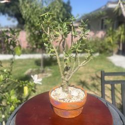 Very Healthy Jade Good Luck Tree In Nice Vase 