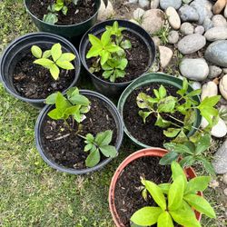 Helleborus, Lantern Rose 