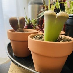 Little Baby Pots 