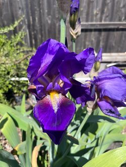 Purple iris rhizomes, $2 each