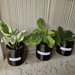 Pothos N'Joy, Variegated Maranta Beauty Kim, Heart Leaf Philodendron Live Plants