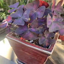 Purple  Oxalis Plant In Red Ceramic Pot 6x6x6 Por Size 