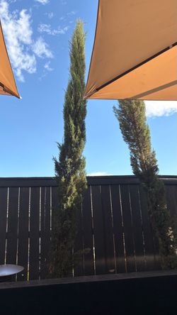 Cypress trees