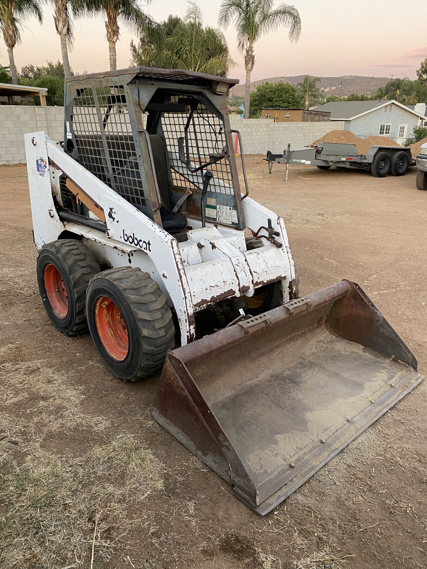 Bobcat