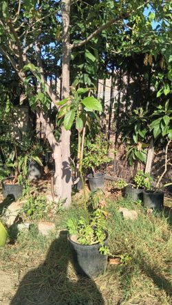 Young Avocado Tree 4' tall in Black Nursery Pot