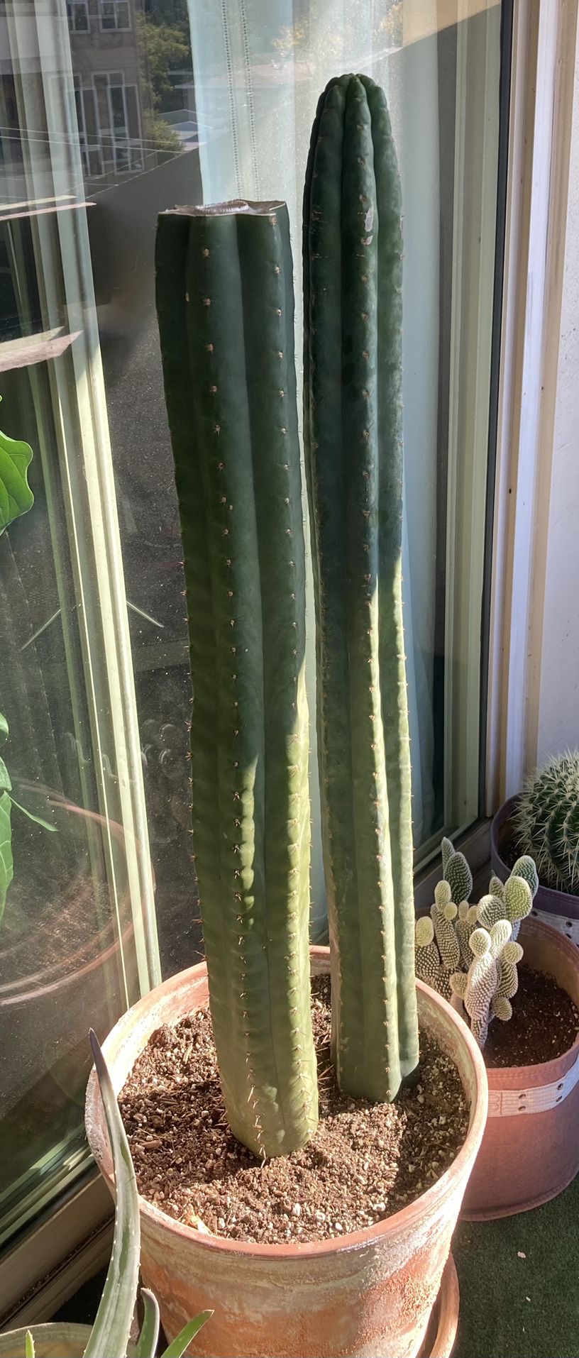 Double San Pedro Cactus - Rooted - 4ft