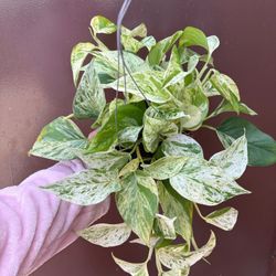 6” Snow Queen Pothos 