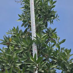 Green buttonwood trees of 45 Gl  $210
