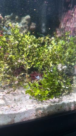 Carpeting Halimeda Macroalgae
