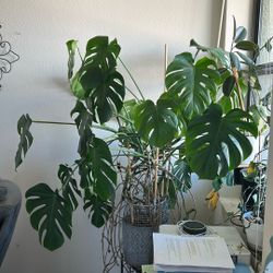 Various house plants for sale.  Please read description