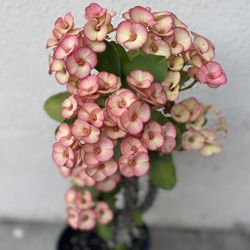 Planta De Corona De Cristo Con Flor Jumbo , Es Planta Grande En Maceta De Un Gallon Tiene Varios Esquejes Vea Todas Las Fotos Para Ver Bien Cómo Esta 