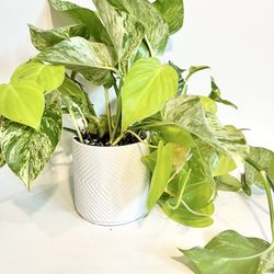 Neon Queen Houseplant Arrangement