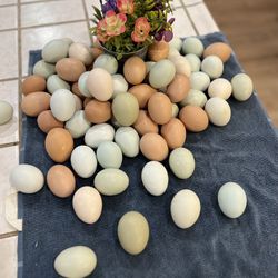 Fresh Eggs! 🥚 