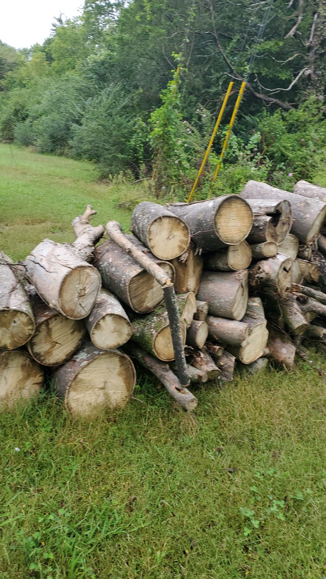Free firewood