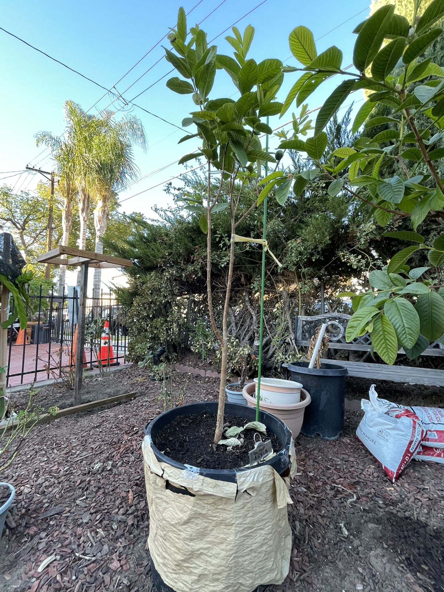 Thai Guava Tree 6ft And More High 