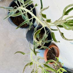 KALANCHOE PLANTS READY FOR TRASPLANTER MEDICINAL MALA MADRE PLANTA 
