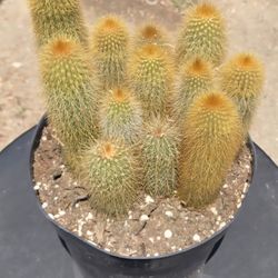 Golden Ball Cactus (Very Rare Plant)