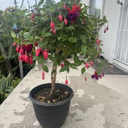 Fuchsia