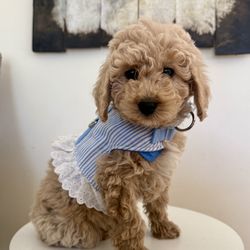 Extra Small Dog Harness and Collar 