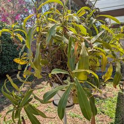 Pitcher Plants (Nepenthes) Two Available