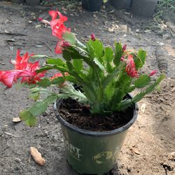 Thanksgiving cactus plant