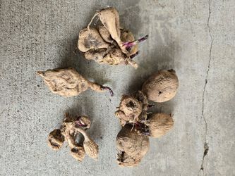 Dahlia tubers