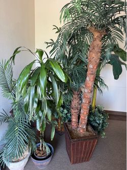 Artificial plants $85 each