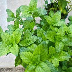 Yerbabuena 10 Each Mint Plan 10 Each 
