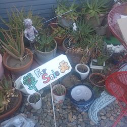 Plants Assorted Ones