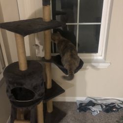 Cat Tree