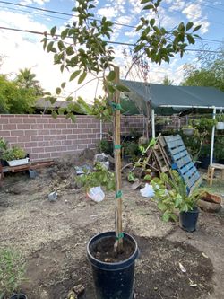 Persimmon Tree 