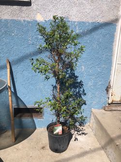 Eugenia tree