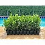 10 Pack 10 Inches Tall Evergreen THUJA GREEN GIANT Arborvitae Grows 3-4 Feet/year Privacy Hedge