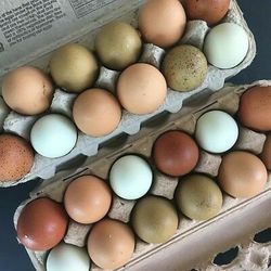 Farm Fresh Eggs