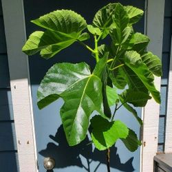 Italian Honey Fig Fruit Tree - Lattarulla