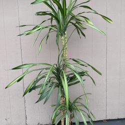 Lovely Indoor Rikki $35