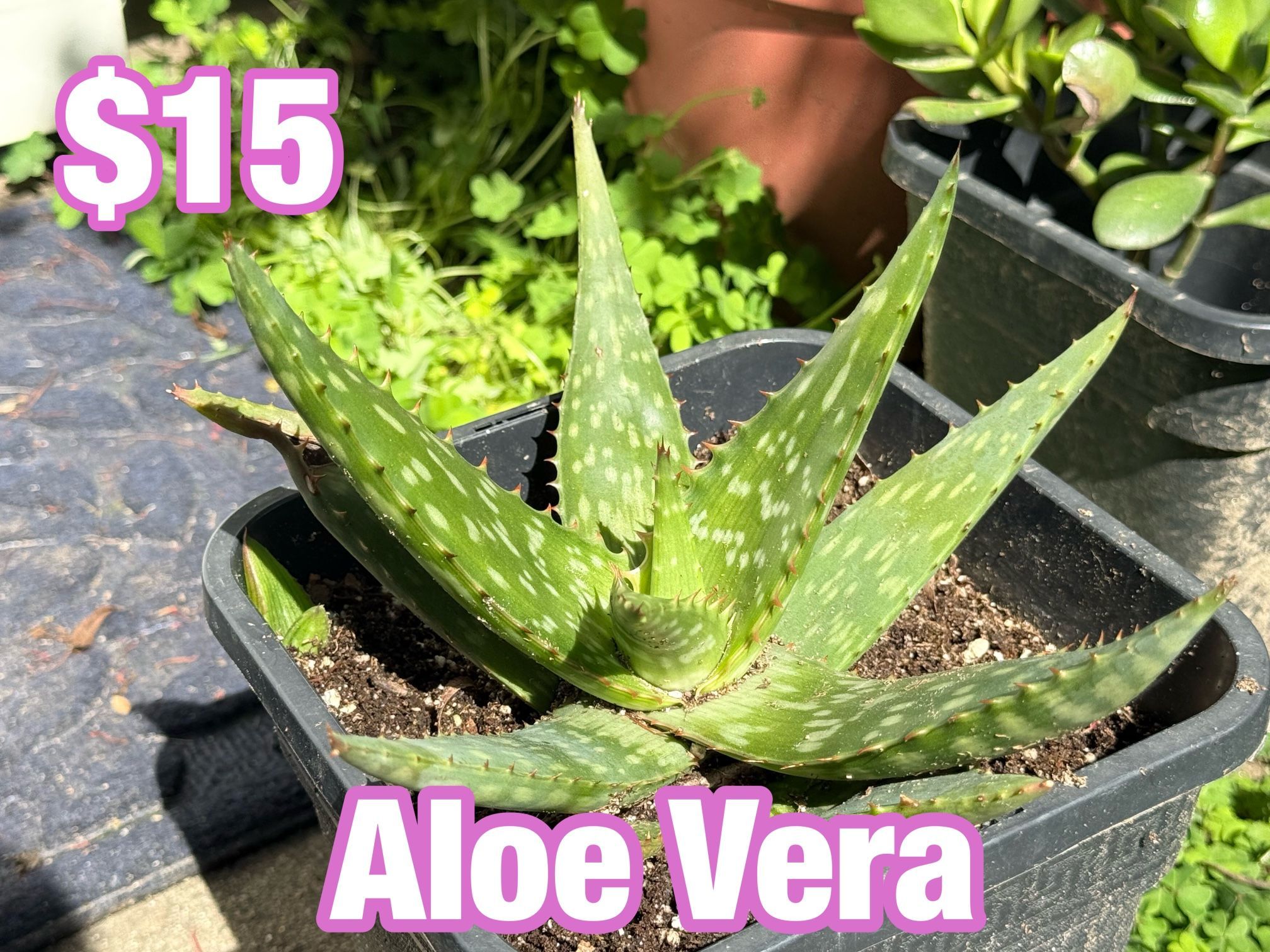 Aloe Vera