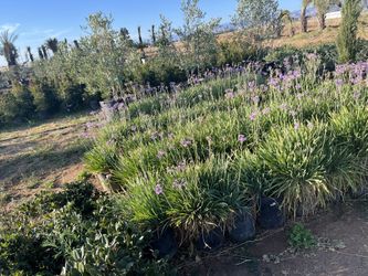 Daylilies 5-Gallon
