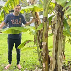 Banana Plant 