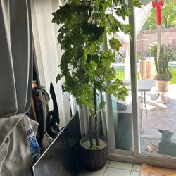 11 Ft Plant 