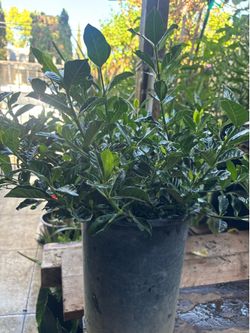 Gardenias 5 galón plant