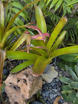 Aechmea Orangeade