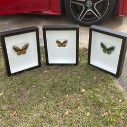 Set of 3 Framed Birdwing Butterfly Specimens – Fiery & Cairns, Shadow Box Display- make Offer 