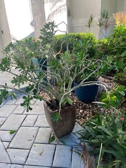 Dessert rose two crown of thorns in planters