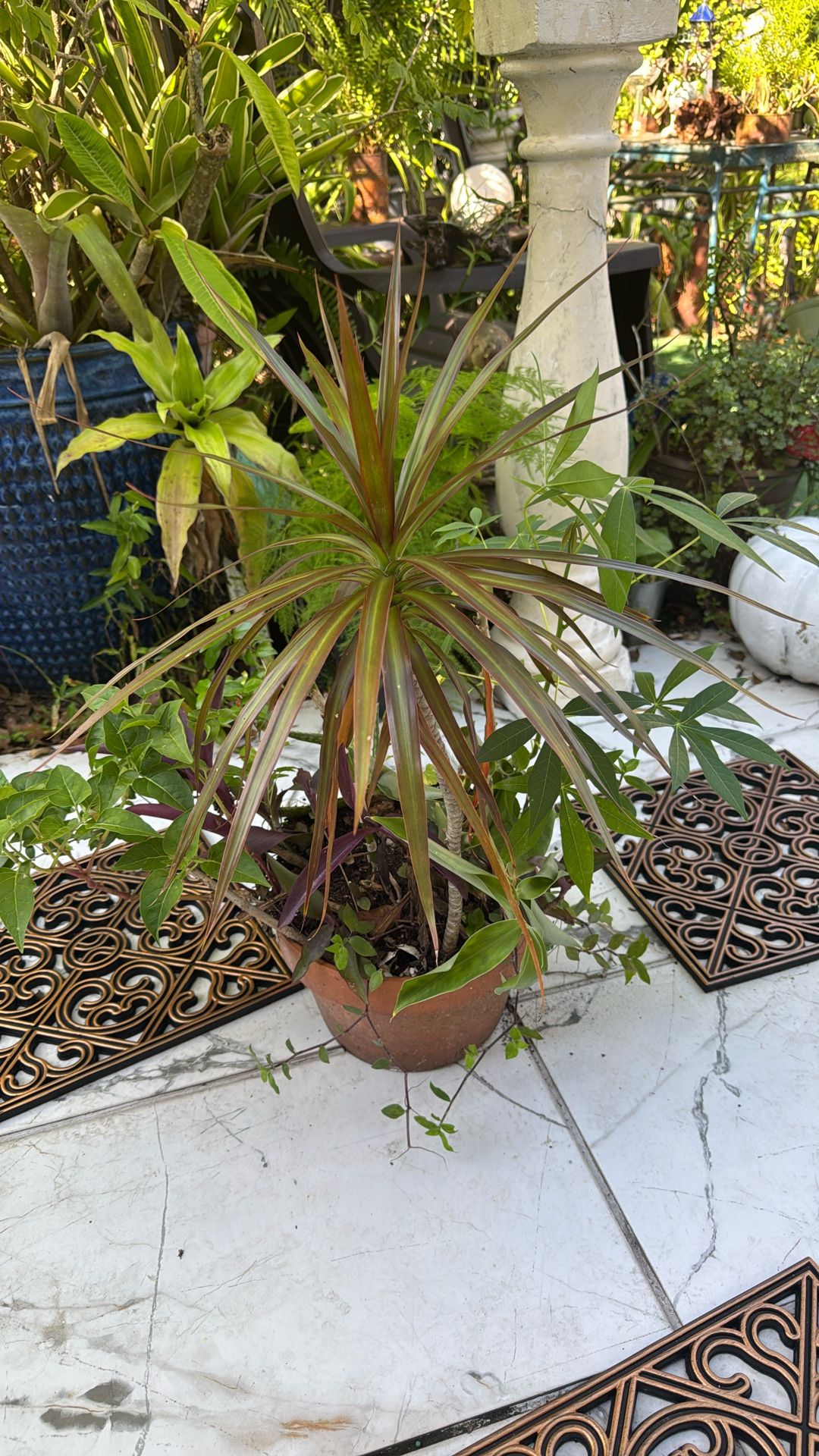 Numerous Plants ..yuca, Suriname Cherry,soap Aloe, Etcetc 