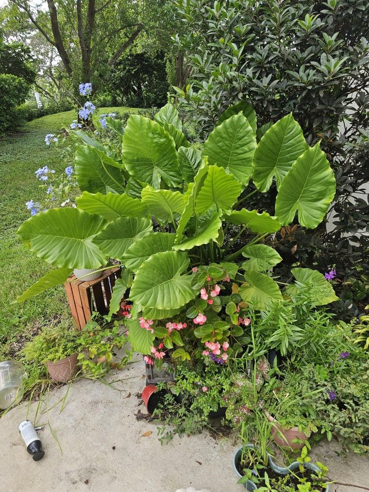 XL Elephant Ear Plants
