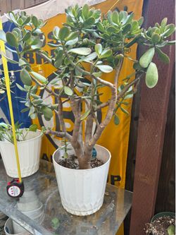 Bonsai Jade