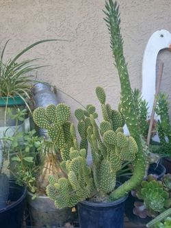 cactu