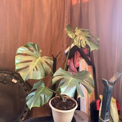 Monstera Deliciosa Plant